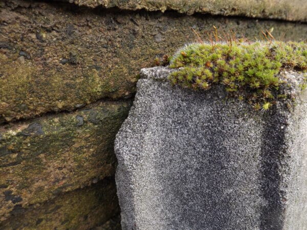 Stone Coping